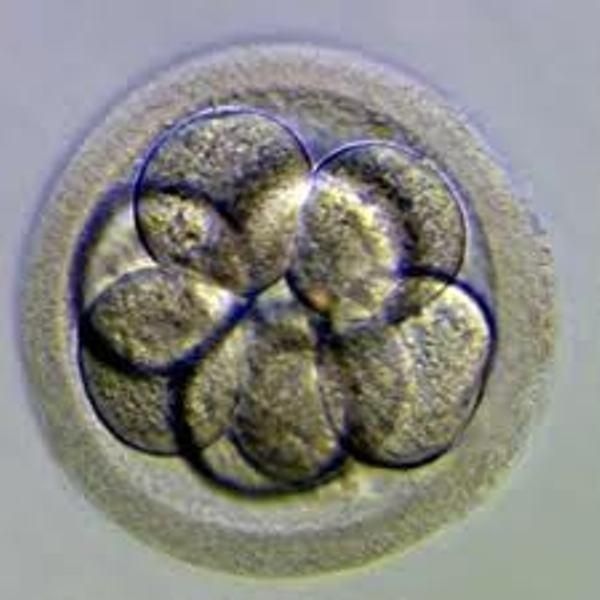 4. Embriología
